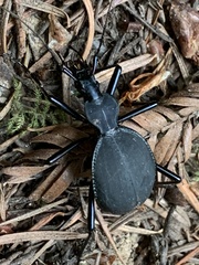 Scaphinotus angusticollis