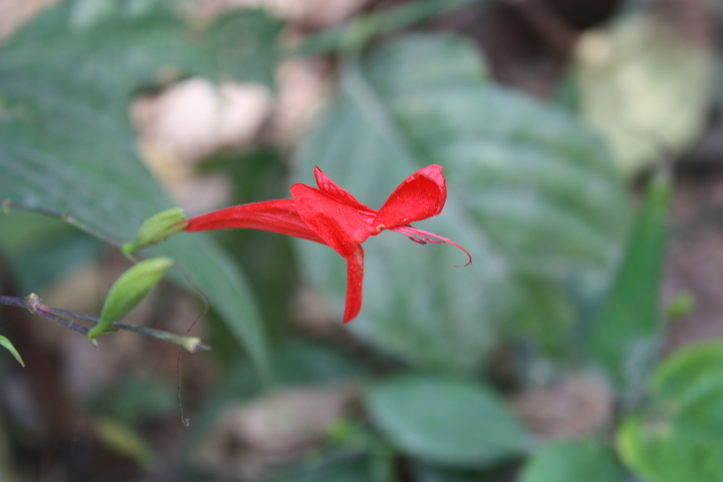 Ruellia macrophylla