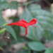 Ruellia macrophylla - Photo no hay derechos reservados