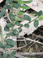Pultenaea gunnii