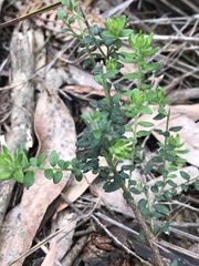 Pultenaea gunnii