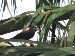 Ploceus castaneofuscus