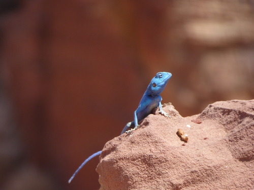 Pseudotrapelus sinaitus