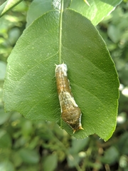 Papilio polytes