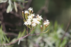 Stevia salicifolia