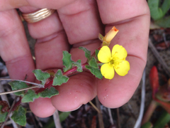 Camissoniopsis cheiranthifolia cheiranthifolia