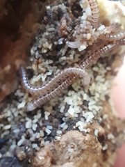 Proteroiulus fuscus