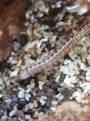 Proteroiulus fuscus
