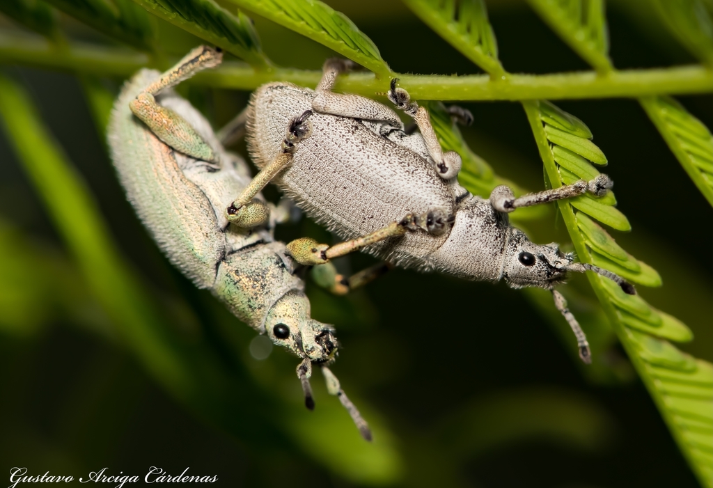 Megalostylus sturmi