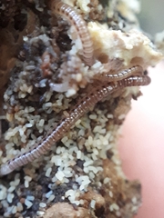 Proteroiulus fuscus