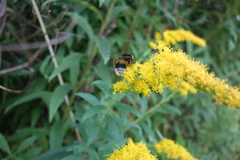 Bombus
