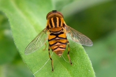 Parhelophilus