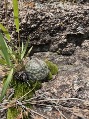 Mammillaria jaliscana