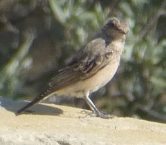 Oenanthe isabellina