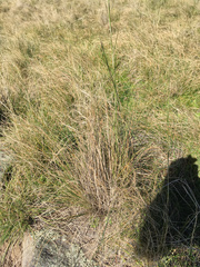 Austrostipa bigeniculata