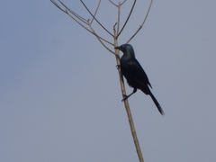 Onychognathus fulgidus