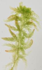 Sphagnum capense