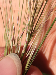 Austrostipa bigeniculata