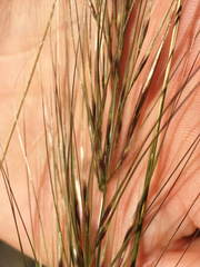 Austrostipa bigeniculata
