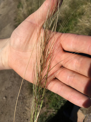 Austrostipa bigeniculata