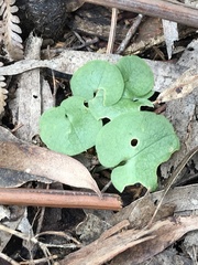 Cyrtostylis reniformis