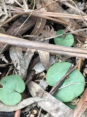 Cyrtostylis reniformis