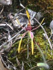 Caladenia arrecta