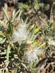 Senecio cotyledonis