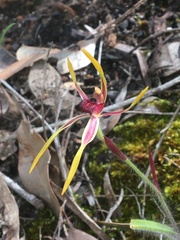 Caladenia arrecta