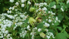 Schizomyia eupatoriflorae