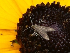 Schreckensteinioidea