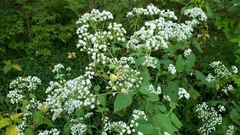 Schizomyia eupatoriflorae