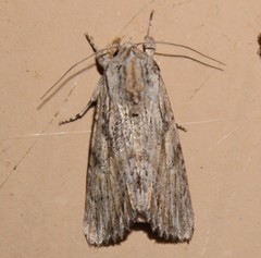 Spodoptera albula