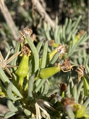 Senecio cotyledonis