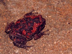 Uperodon taprobanicus