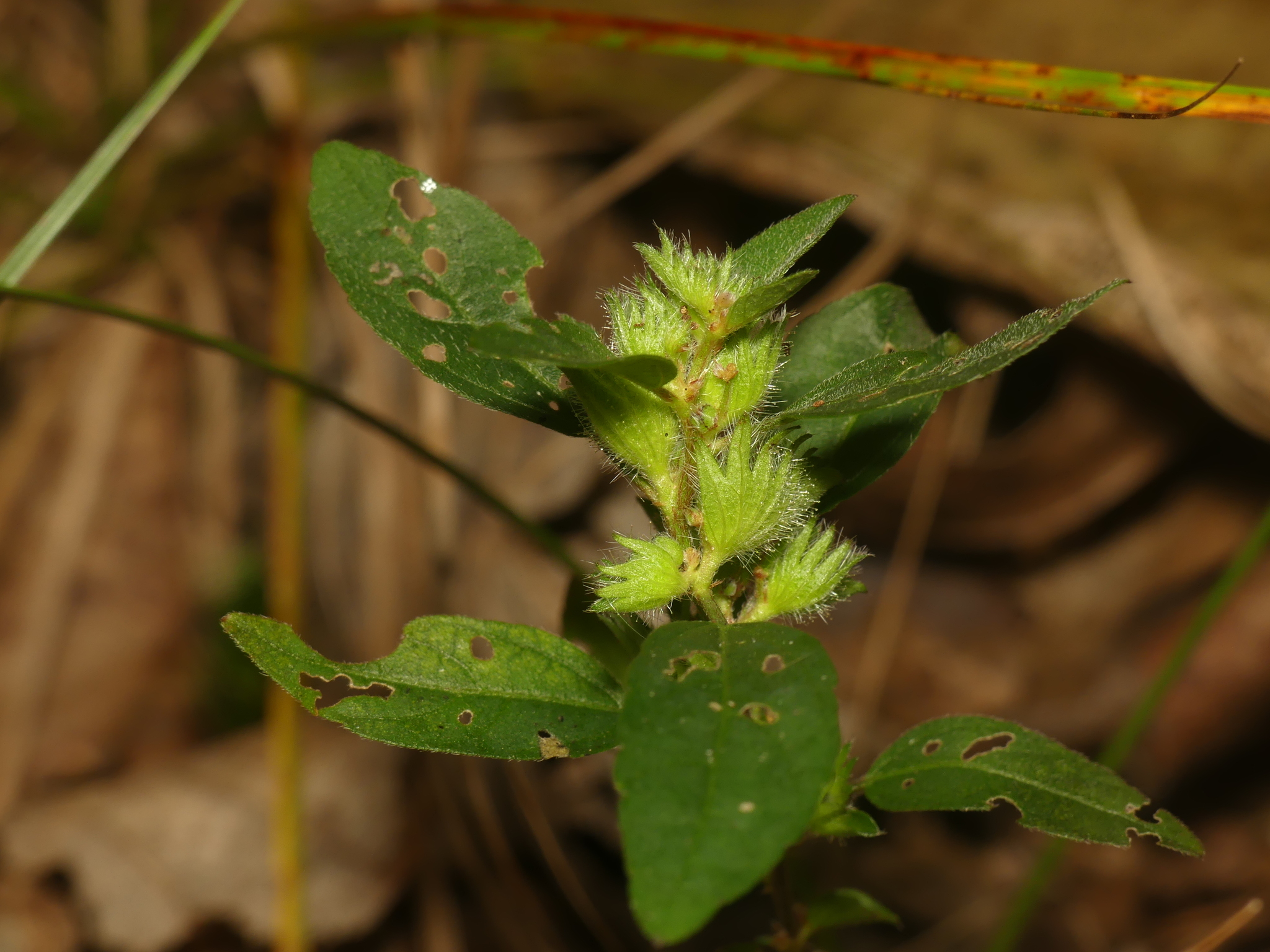 Acalypha virginica