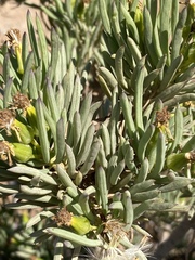 Senecio cotyledonis