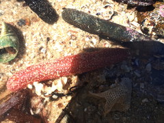 Strawberry Sea Cucumber