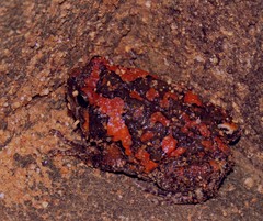 Uperodon taprobanicus