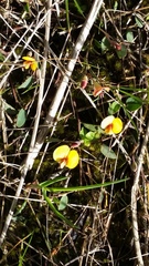 Platylobium reflexum