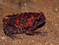 Uperodon taprobanicus