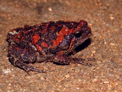 Uperodon taprobanicus