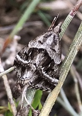 Dichromodes stilbiata