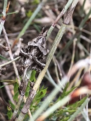 Dichromodes stilbiata