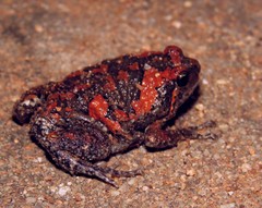 Uperodon taprobanicus