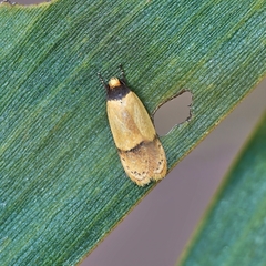 Eulechria hemisphaerica