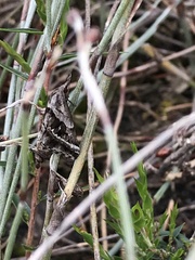 Dichromodes stilbiata