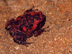 Uperodon taprobanicus