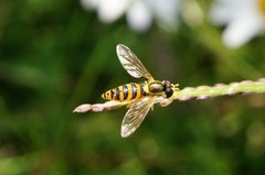 Sphaerophoria menthastri