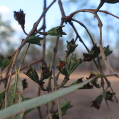 Eucalyptus megasepala